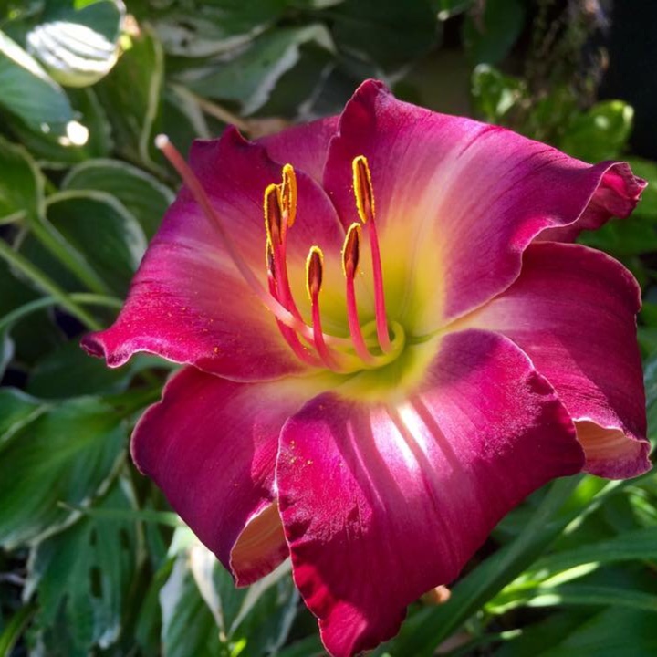 Hemerocallis Kawartha Sunset in the GardenTags plant encyclopedia Daylily Kawartha Sunset in the GardenTags plant encyclopedia