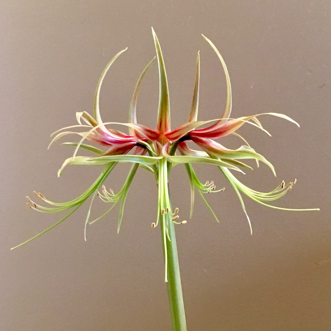 Hippeastrum (Spider Group) Chico in the GardenTags plant encyclopedia Hippeastrum Chico in the GardenTags plant encyclopedia
