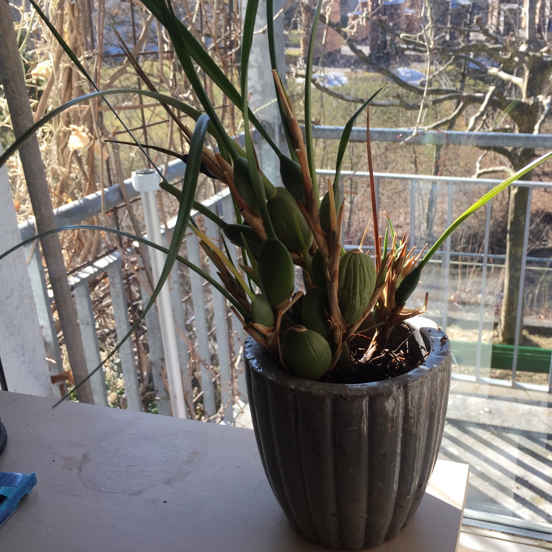 The Coconut Orchid in the GardenTags plant encyclopedia