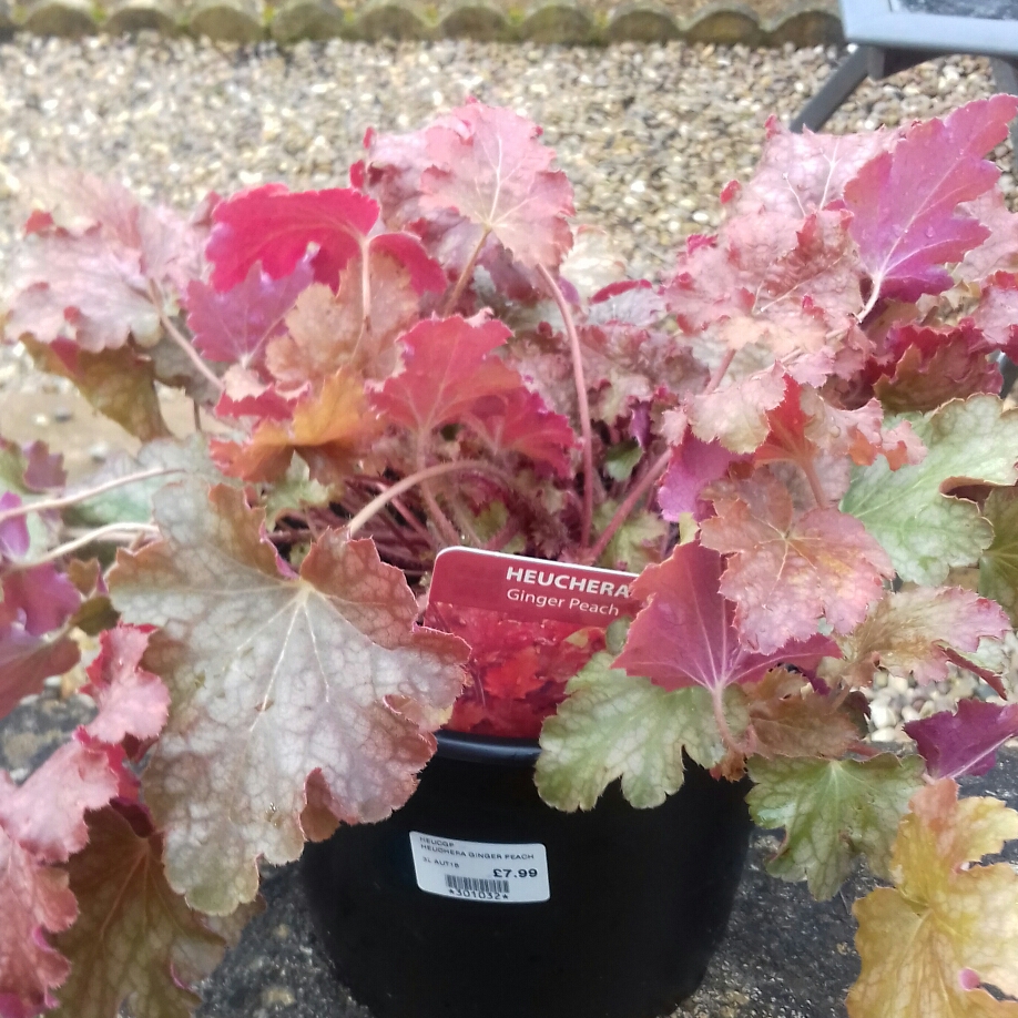 Heuchera Ginger Peach in the GardenTags plant encyclopedia Alumroot Ginger Peach in the GardenTags plant encyclopedia