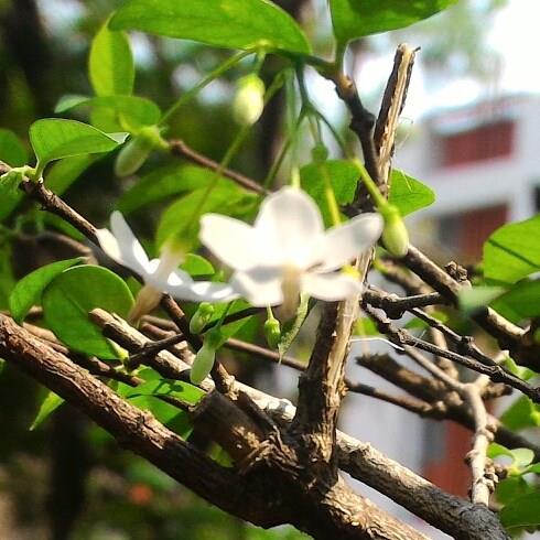 Wrightia religiosa in the GardenTags plant encyclopedia Water Jasmine in the GardenTags plant encyclopedia