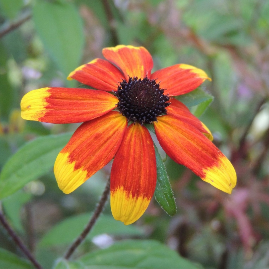 Rudbeckia triloba Prairie Glow in the GardenTags plant encyclopedia Black-Eyed Susan Prairie Glow in the GardenTags plant encyclopedia