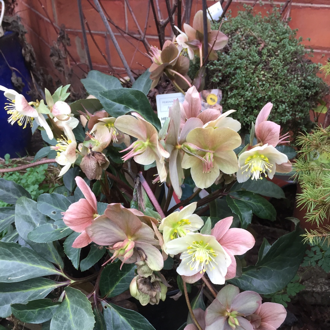 Helleborus x ballardiae Coseh 890 (HGC Series) syn. Helleborus x ballardiae HGC Maestro in the GardenTags plant encyclopedia Hellebore HGC Maestro in the GardenTags plant encyclopedia