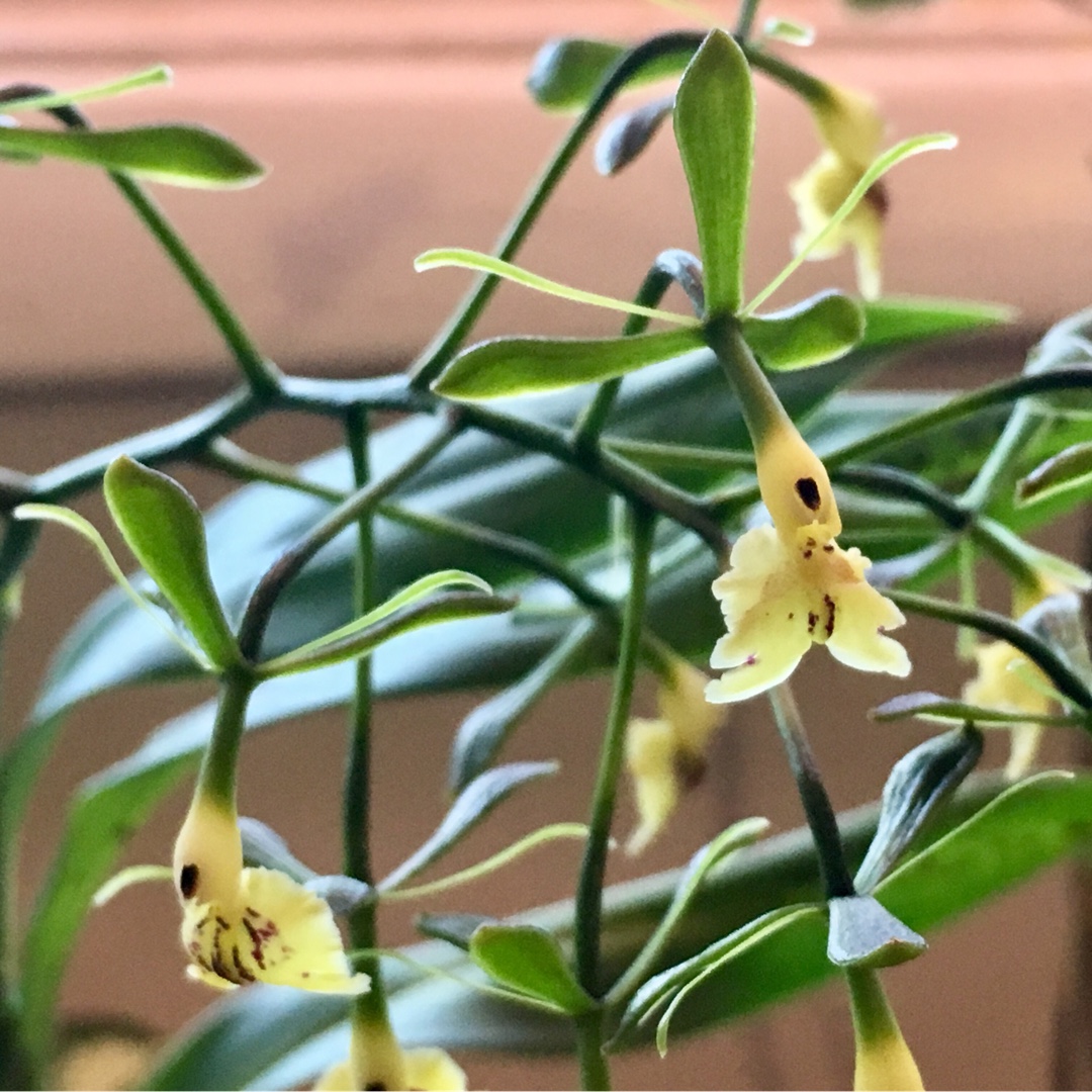 Epidendrum Butterpatty in the GardenTags plant encyclopedia Crucifix Orchid Butterpatty in the GardenTags plant encyclopedia