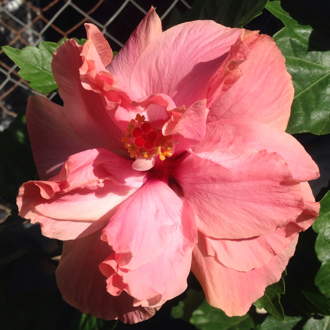 Hibiscus rosa-sinensis Sweet Pink in the GardenTags plant encyclopedia Hibiscus Sweet Pink in the GardenTags plant encyclopedia