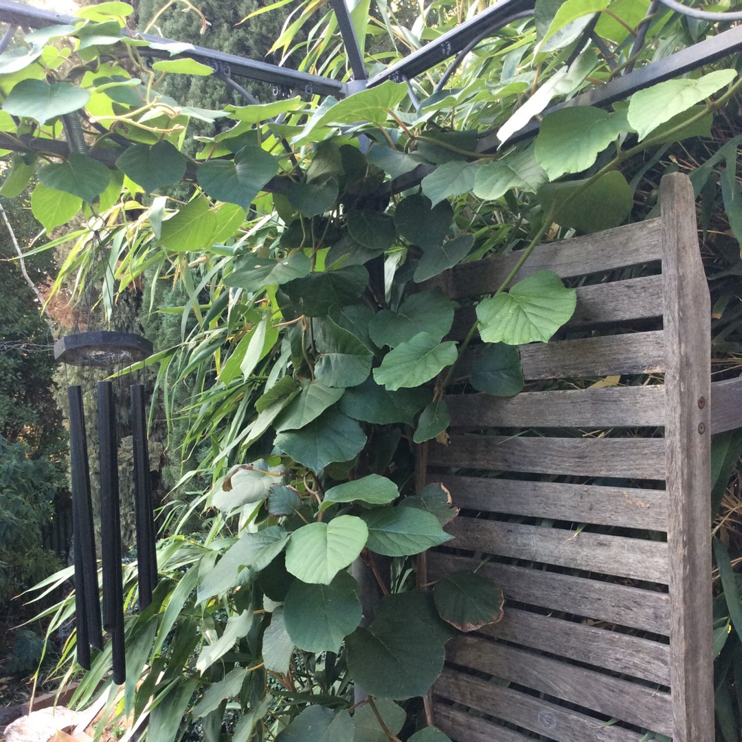 Actinidia deliciosa Hayward syn. Actinidia chinensis Hayward in the GardenTags plant encyclopedia Kiwi Hayward in the GardenTags plant encyclopedia