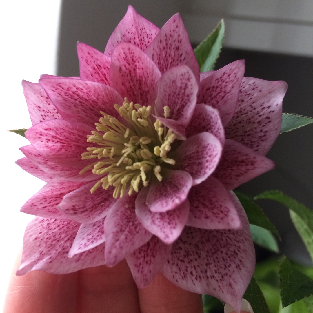 Hellebore Harvington Double Pink Speckled in the GardenTags plant encyclopedia