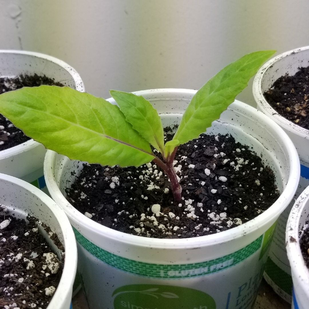 Longevity Spinach in the GardenTags plant encyclopedia