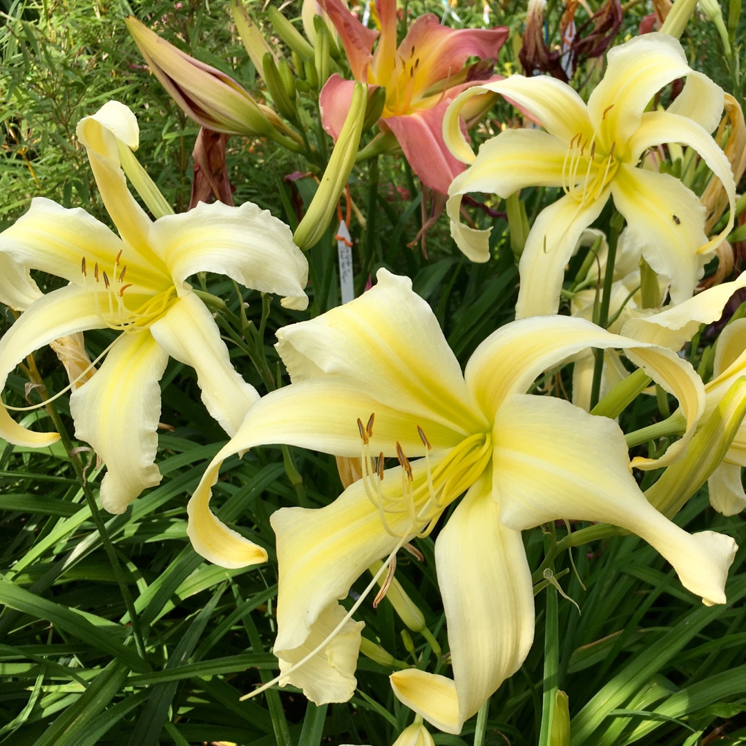Hemerocallis Pale Behemoth in the GardenTags plant encyclopedia Daylily Pale Behemoth in the GardenTags plant encyclopedia