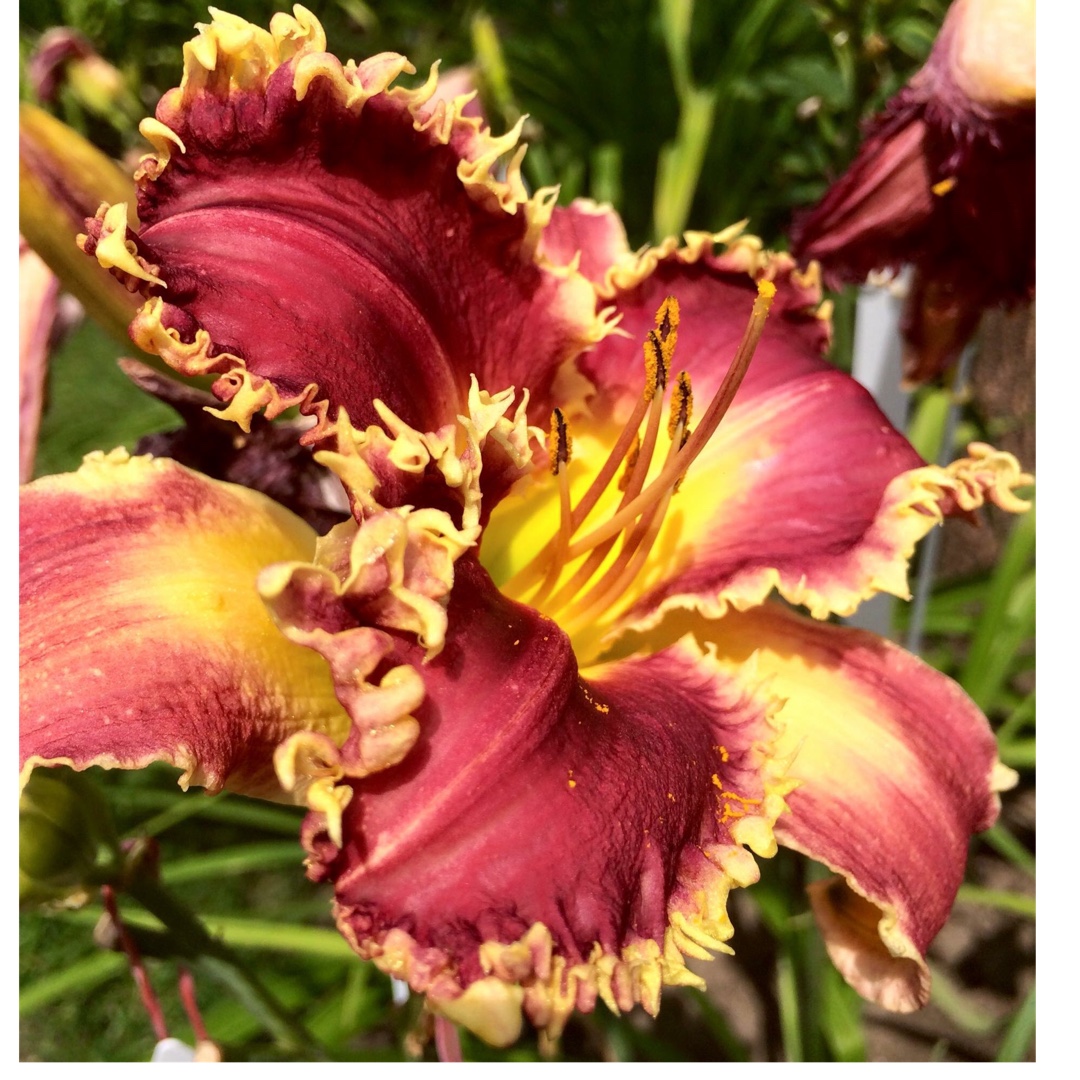 Hemerocallis Venus  Flytrap  Daylily Venus  Flytrap  in 