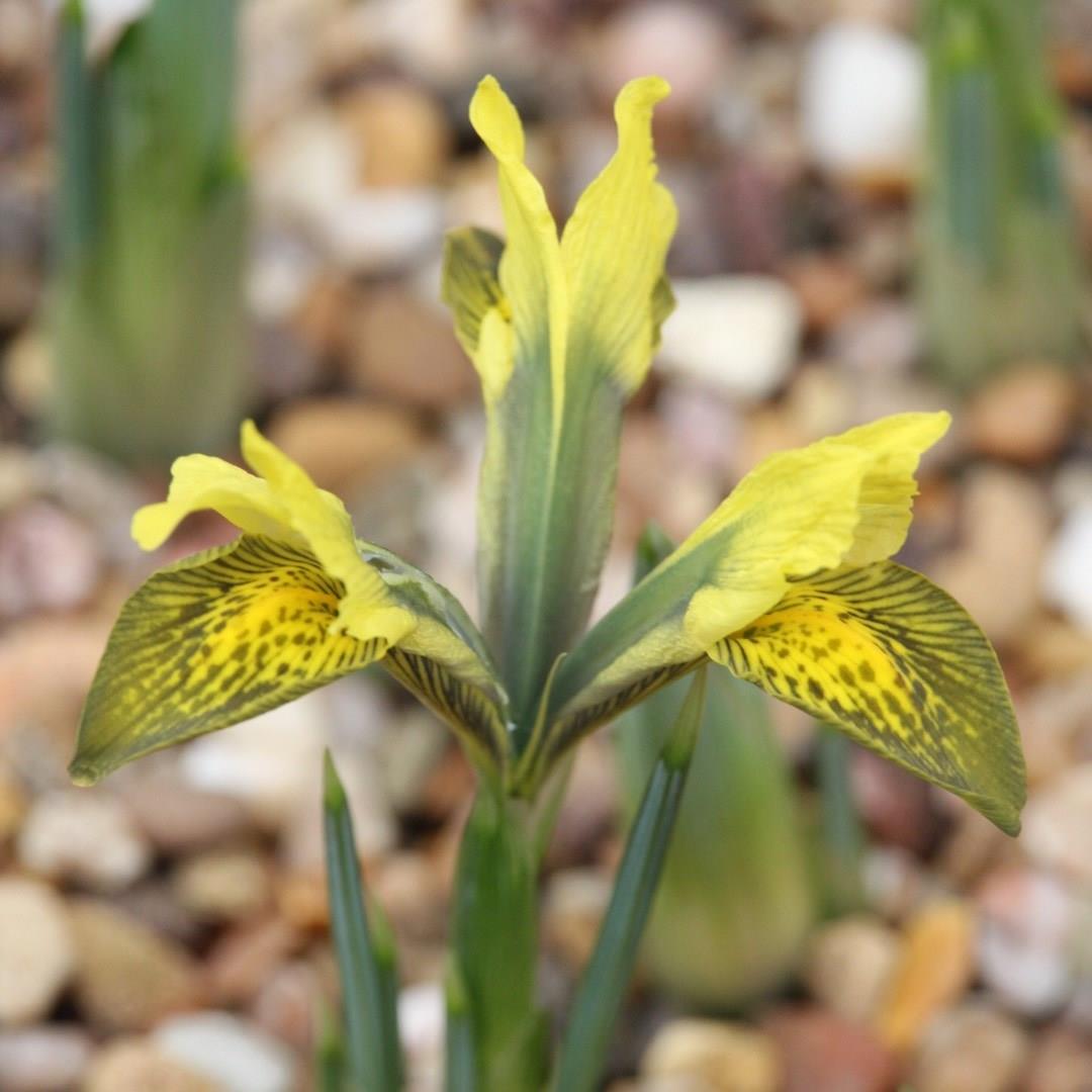 Iris Amazing syn. Iris reticulata Amazing in the GardenTags plant encyclopedia Reticulate Iris Amazing in the GardenTags plant encyclopedia