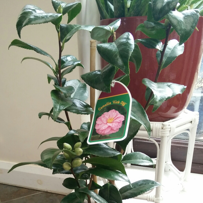 Camellia japonica Kick Off in the GardenTags plant encyclopedia Camellia Kick Off in the GardenTags plant encyclopedia