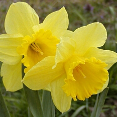 Narcissus Dutch Master in the GardenTags plant encyclopedia Daffodil Dutch Master (Trumpet) in the GardenTags plant encyclopedia