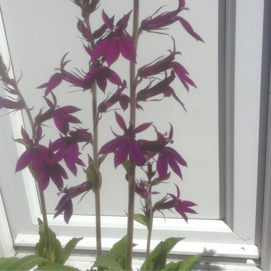 Lobelia x speciosa Hadspen Purple in the GardenTags plant encyclopedia Lobelia hadspen purple in the GardenTags plant encyclopedia