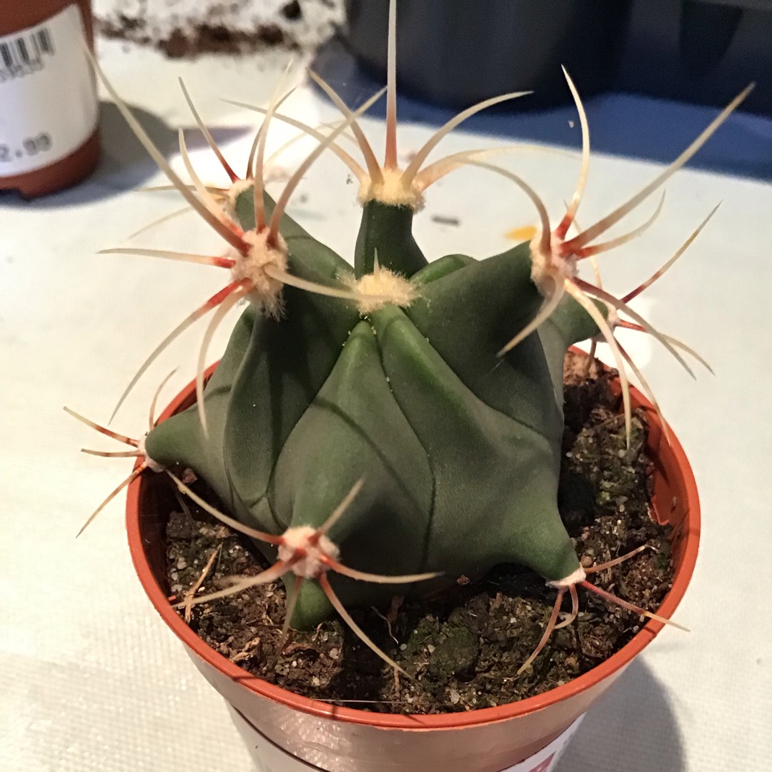 Ferocactus histrix in the GardenTags plant encyclopedia Ferocactus histrix in the GardenTags plant encyclopedia