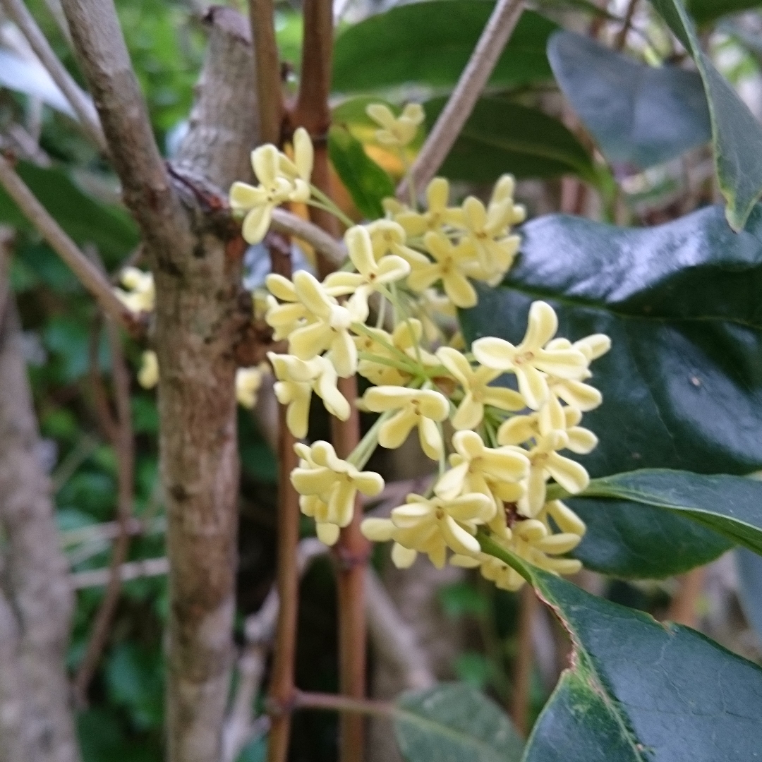 Osmanthus Fragrans in the GardenTags plant encyclopedia Sweet Osmanthus in the GardenTags plant encyclopedia