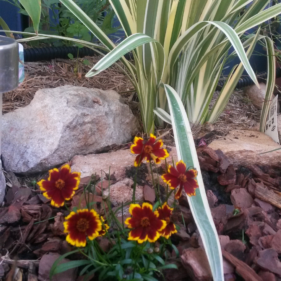 Coreopsis grandiflora Calypso in the GardenTags plant encyclopedia Coreopsis Calypso in the GardenTags plant encyclopedia