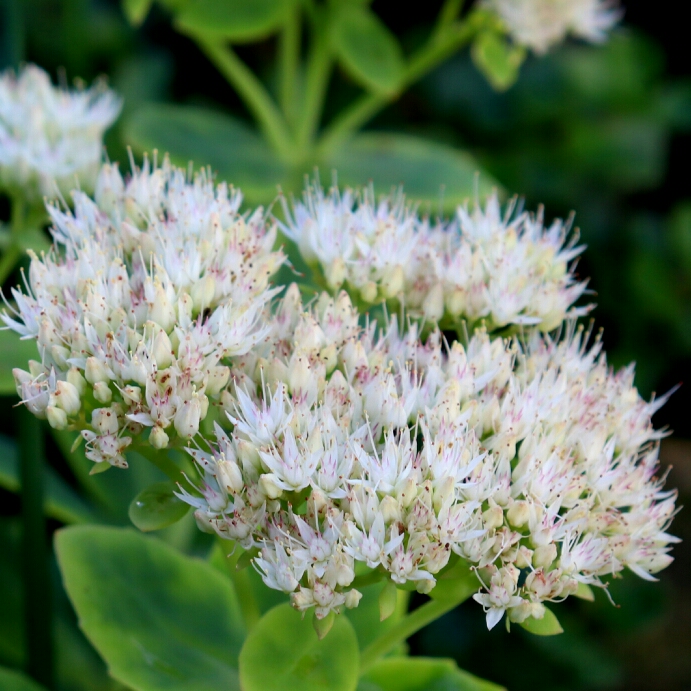 Hylotelephium Spectabile Iceberg in the GardenTags plant encyclopedia Hylotelephium Spectabile Iceberg in the GardenTags plant encyclopedia