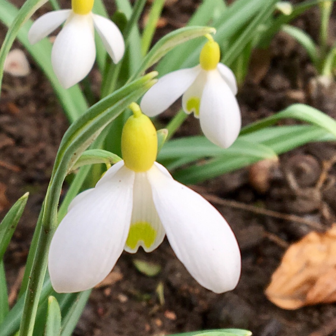 Galanthus Spindlestone Surprise in the GardenTags plant encyclopedia Snowdrop Spindlestone Surprise in the GardenTags plant encyclopedia