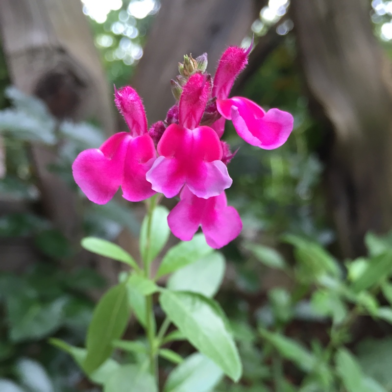 Salvia Coronado Pink in the GardenTags plant encyclopedia Salvia Coronado Pink in the GardenTags plant encyclopedia