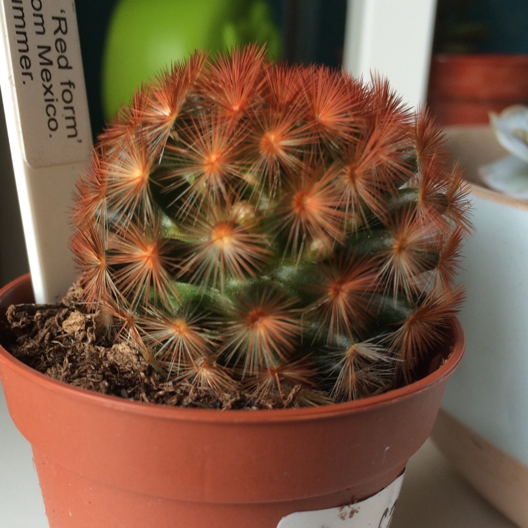 Mammillaria carmenae Rubrispina in the GardenTags plant encyclopedia