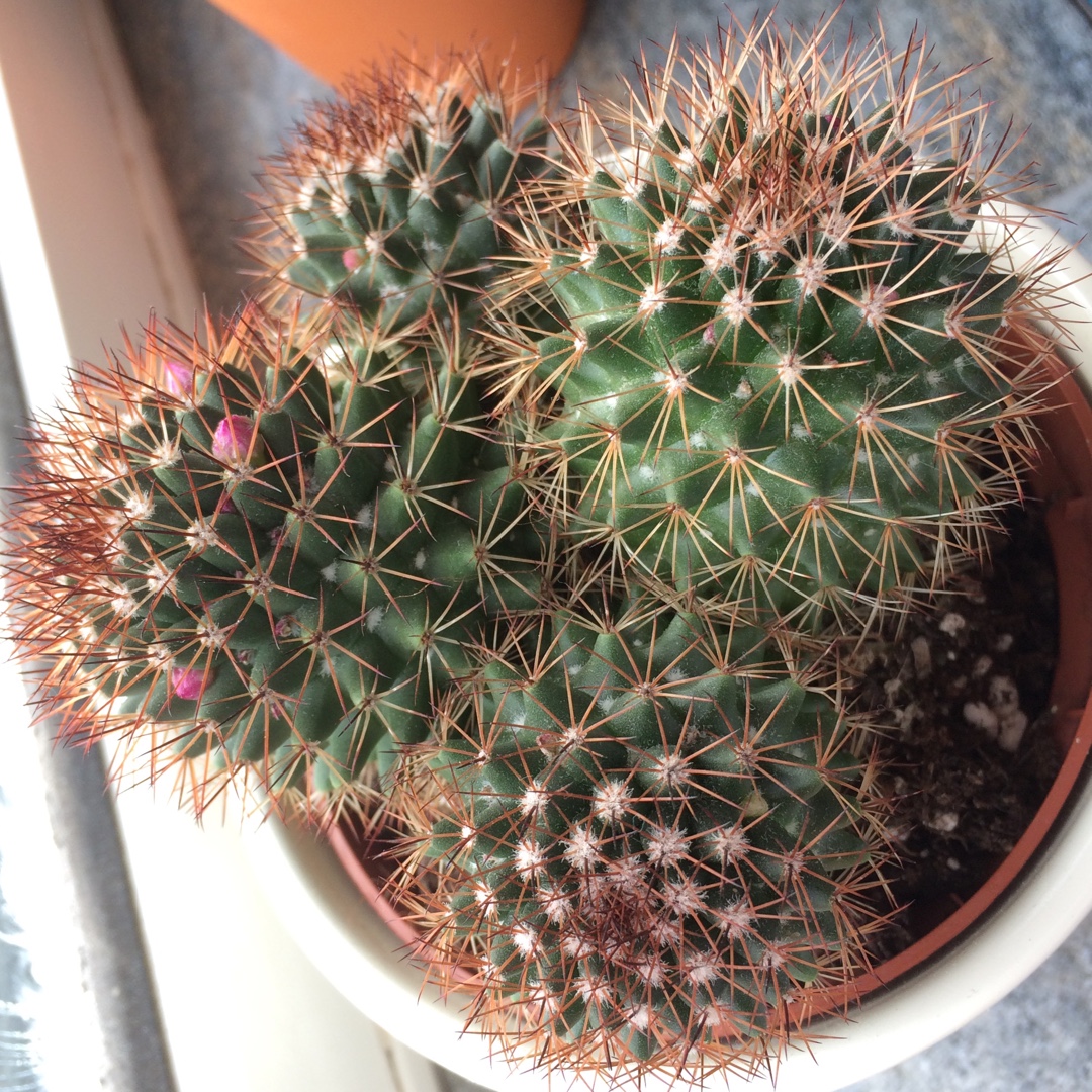 Mammillaria rekoi in the GardenTags plant encyclopedia Mammillaria Rekoi in the GardenTags plant encyclopedia