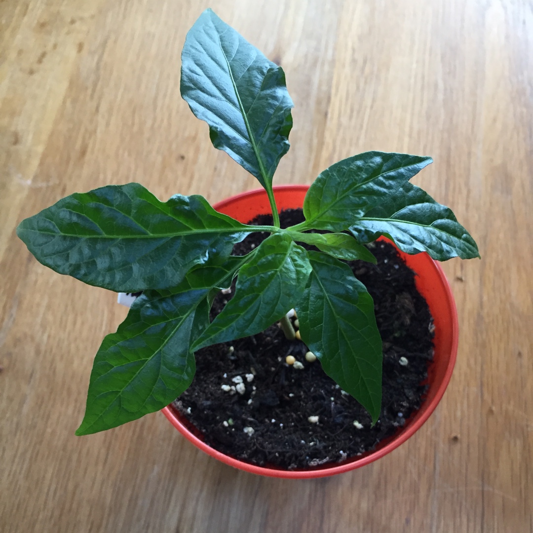 Chilli Jays Peach Ghost Scorpion in the GardenTags plant encyclopedia