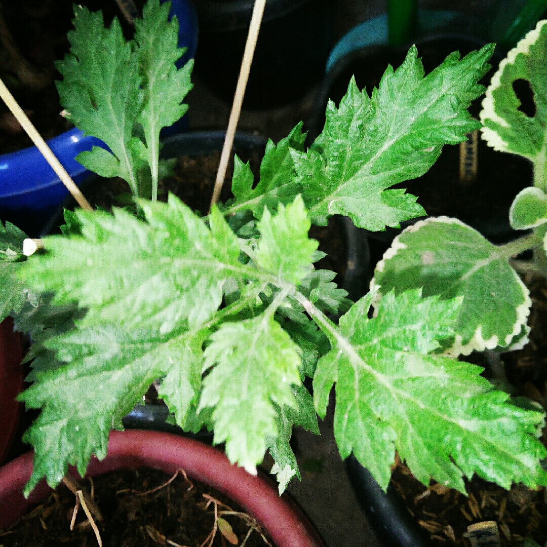 Artemisia vulgaris Linn. in the GardenTags plant encyclopedia Damong Maria in the GardenTags plant encyclopedia