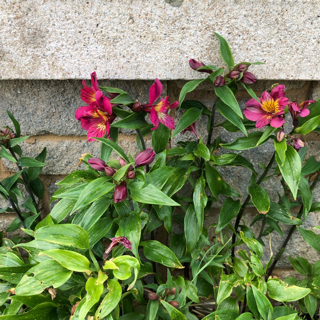 Helleborus x hybridus Black Swan in the GardenTags plant encyclopedia Hellebore Black Swan in the GardenTags plant encyclopedia
