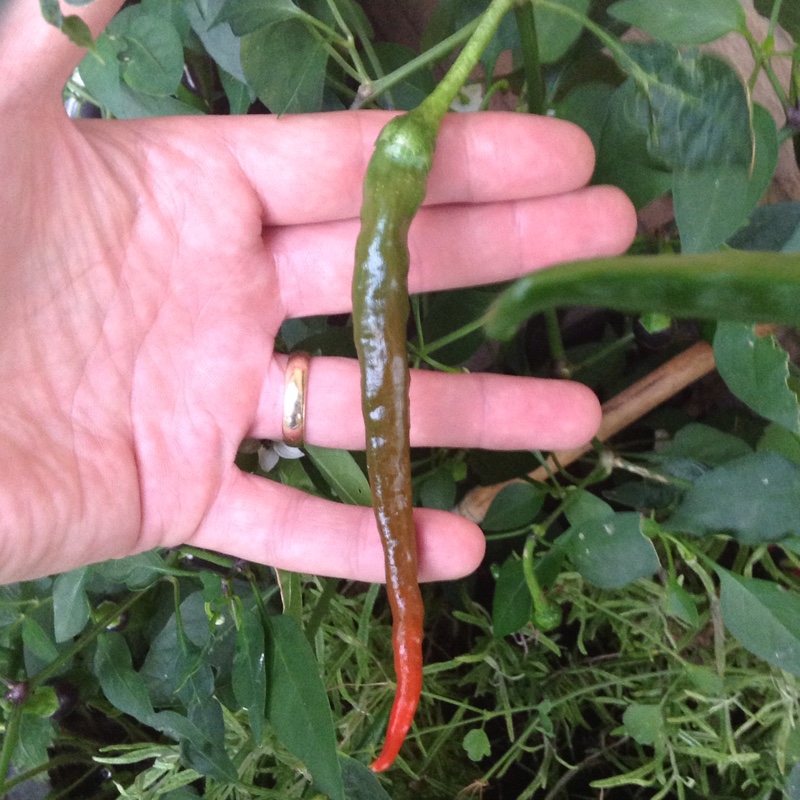 Capsicum Annuum Cayenne in the GardenTags plant encyclopedia Chilli Pepper Cayenne in the GardenTags plant encyclopedia