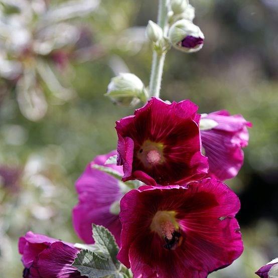 Hollyhock Halo Red in the GardenTags plant encyclopedia