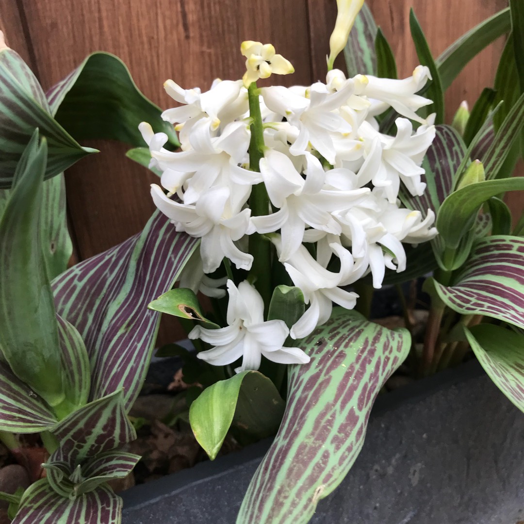 Hyacinth White Pearl in the GardenTags plant encyclopedia