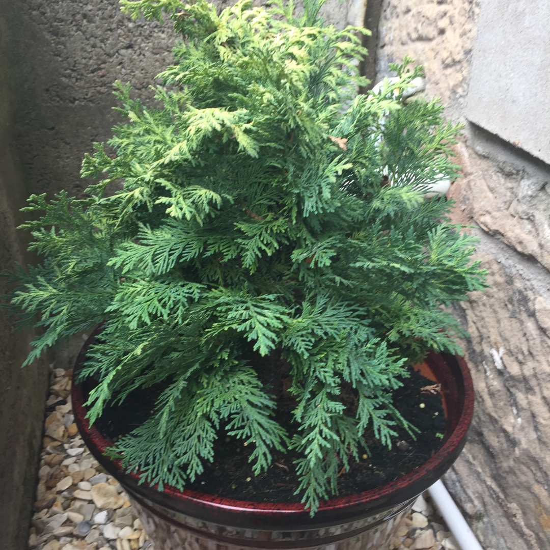 Chamaecyparis lawsoniana Pygmaea Argentea in the GardenTags plant encyclopedia Lawsons Cypress Pygmaea Argentea in the GardenTags plant encyclopedia