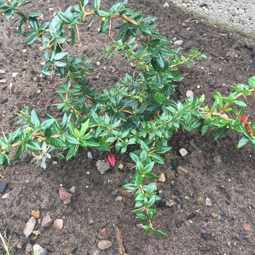 Berberis x frikartii Telstar in the GardenTags plant encyclopedia Barberry Telstar in the GardenTags plant encyclopedia