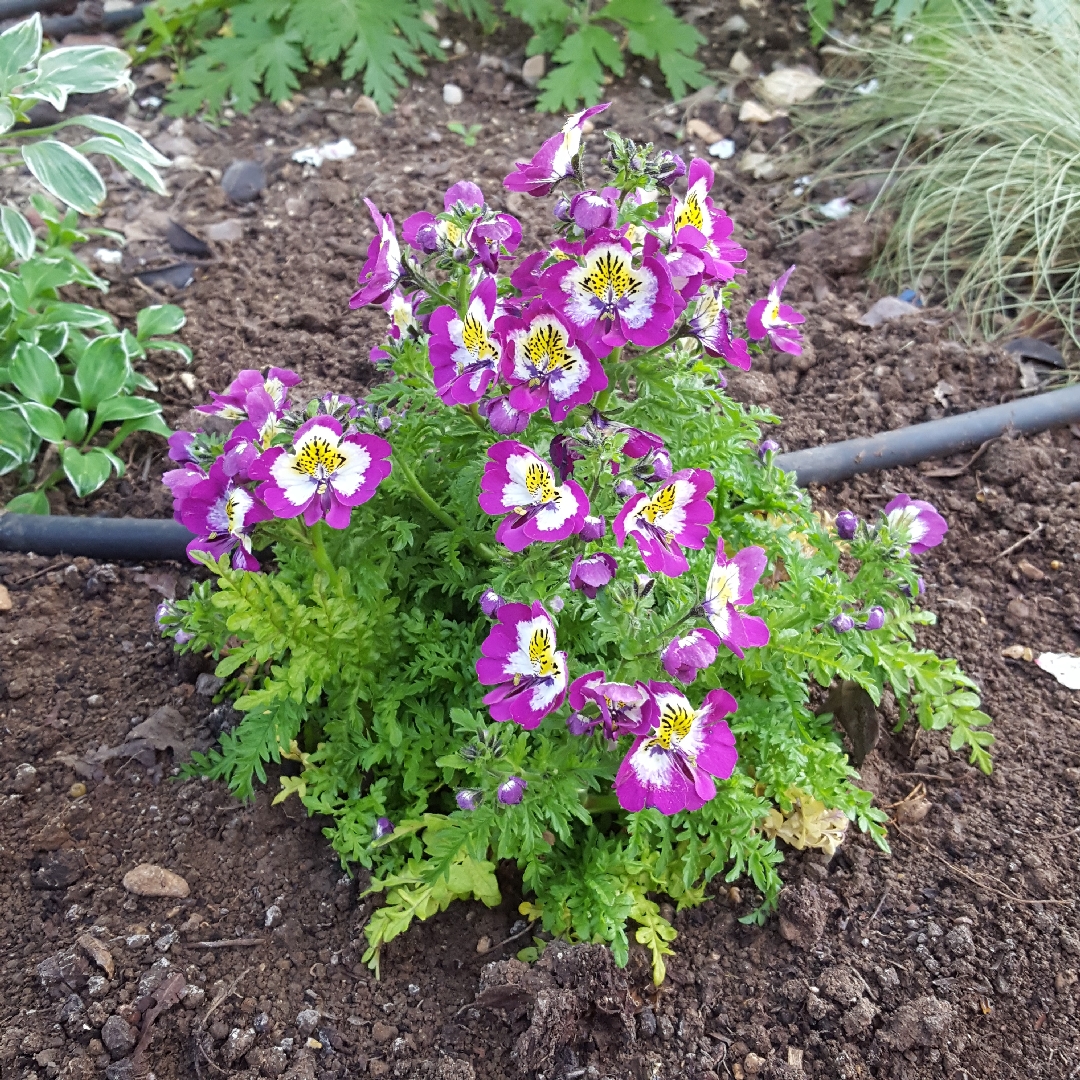 Schizanthus pinnatus in the GardenTags plant encyclopedia Poor mans orchid in the GardenTags plant encyclopedia