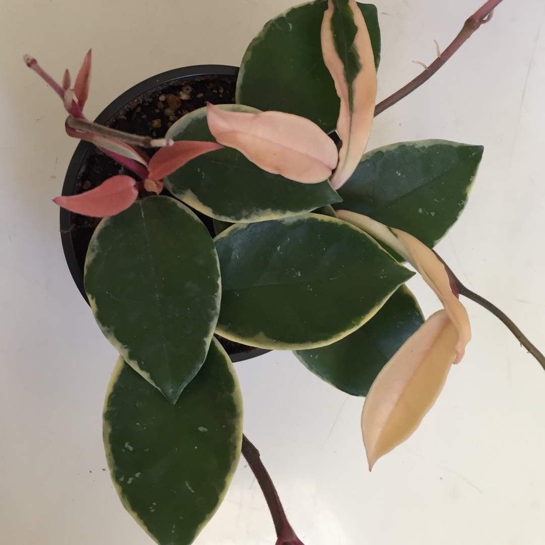 Hoya Carnosa Variegata in the GardenTags plant encyclopedia Hoya in the GardenTags plant encyclopedia