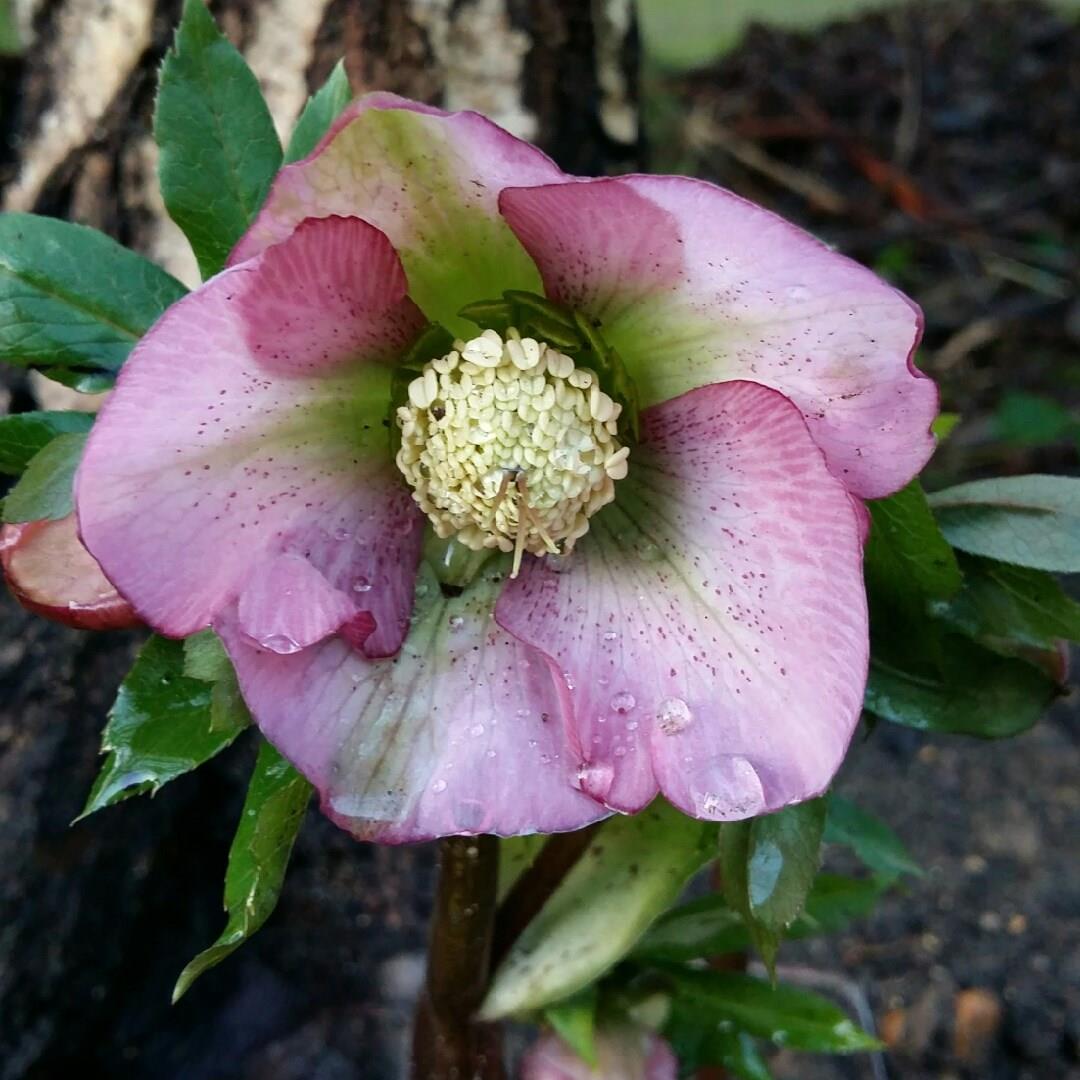 Helleborus x hybridus Pink Lady Spotted (Lady Series) in the GardenTags plant encyclopedia Hellebore Pink Lady Spotted in the GardenTags plant encyclopedia