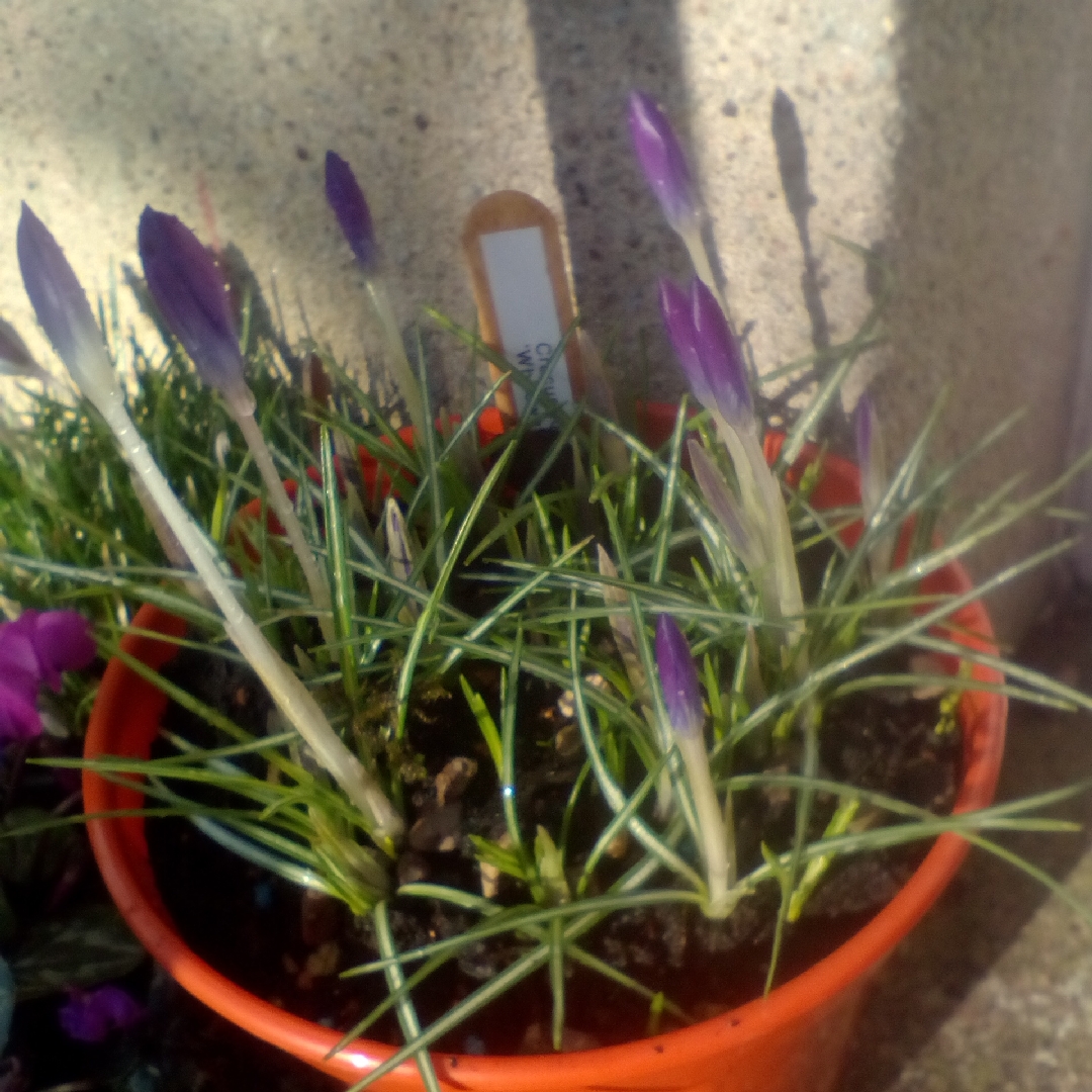 Crocus tommasinianus Whitewell Purple in the GardenTags plant encyclopedia Crocus Whitewell Purple in the GardenTags plant encyclopedia