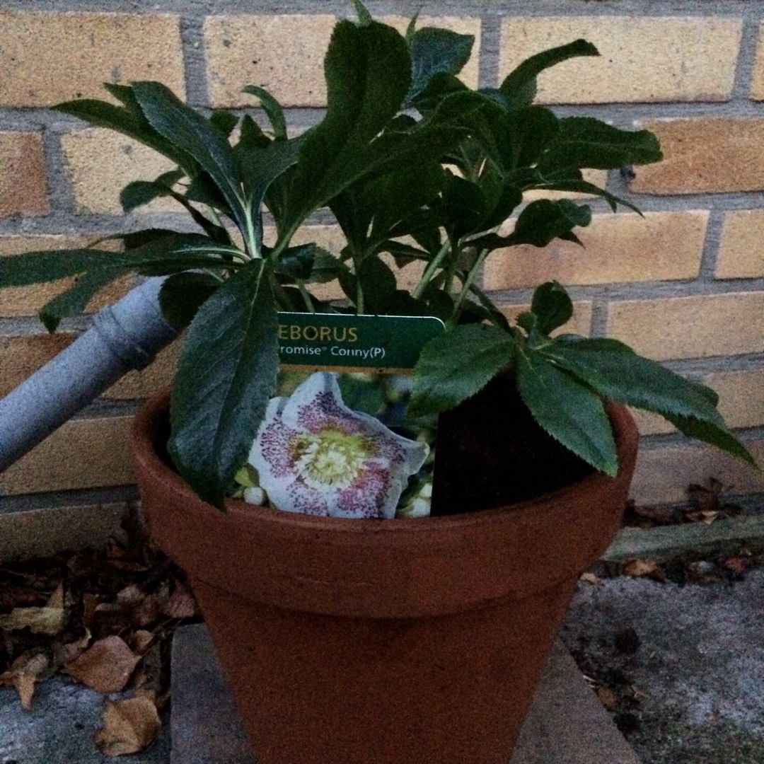 Helleborus x hybridus SP Tiffany (Spring Promise Series) in the GardenTags plant encyclopedia Hellebore SP Tiffany in the GardenTags plant encyclopedia