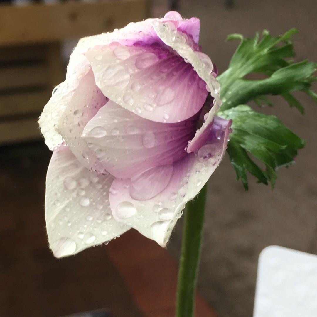 Anemone coronaria De Caen HarmonyPearl in the GardenTags plant encyclopedia Anemone De Caen Harmony Pearl in the GardenTags plant encyclopedia