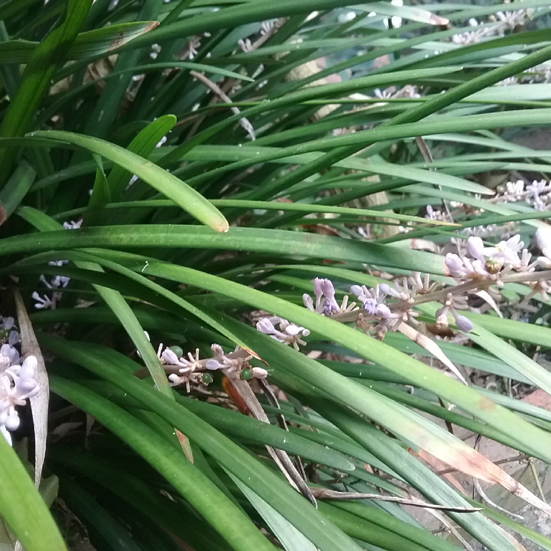 Liriope gigantea syn. Liriope muscari Evergreen Giant, Liriope Gigantea in the GardenTags plant encyclopedia Giant Lilyturf in the GardenTags plant encyclopedia