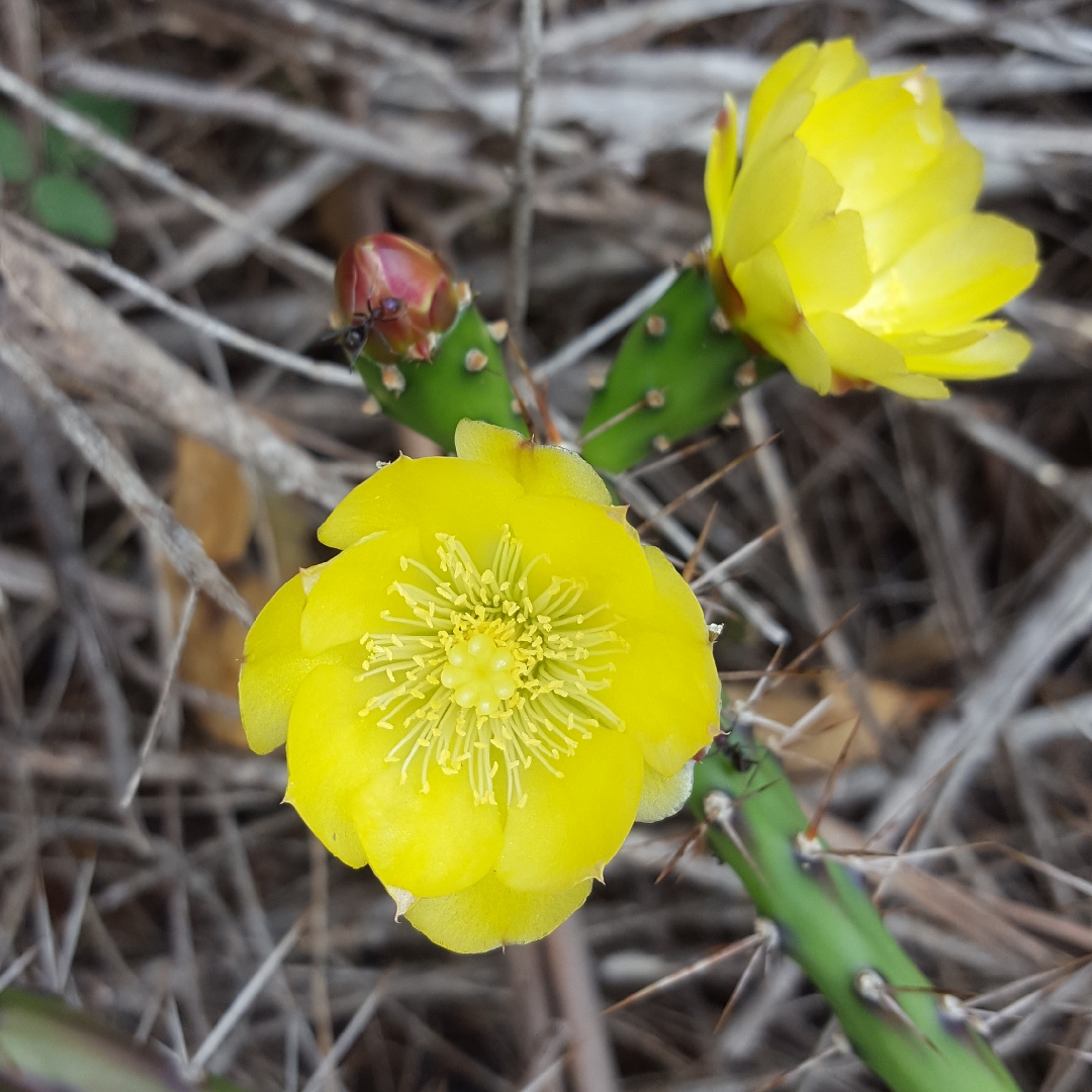 Opuntia aurantiaca in the GardenTags plant encyclopedia Tiger Pear in the GardenTags plant encyclopedia