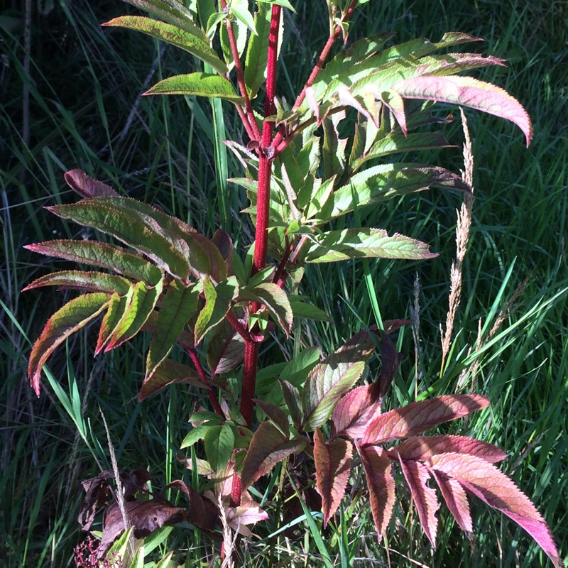 Sambucus ebulus in the GardenTags plant encyclopedia Dwarf Elder in the GardenTags plant encyclopedia