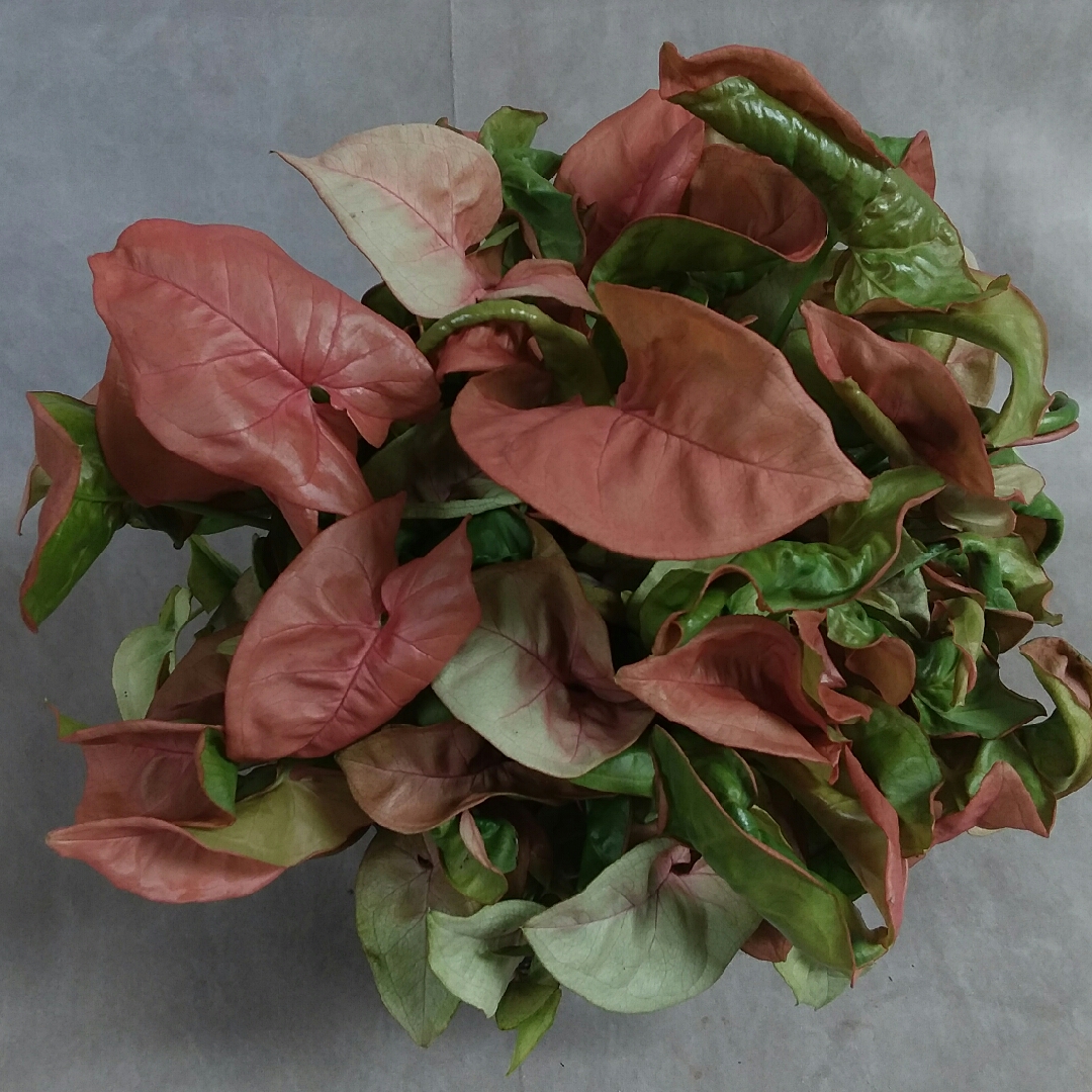Arrowhead Vine Pink Allusion in the GardenTags plant encyclopedia