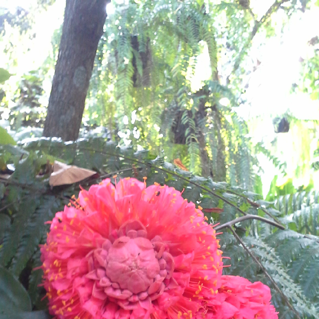 Brownea grandiceps in the GardenTags plant encyclopedia Rose of Venezuela in the GardenTags plant encyclopedia