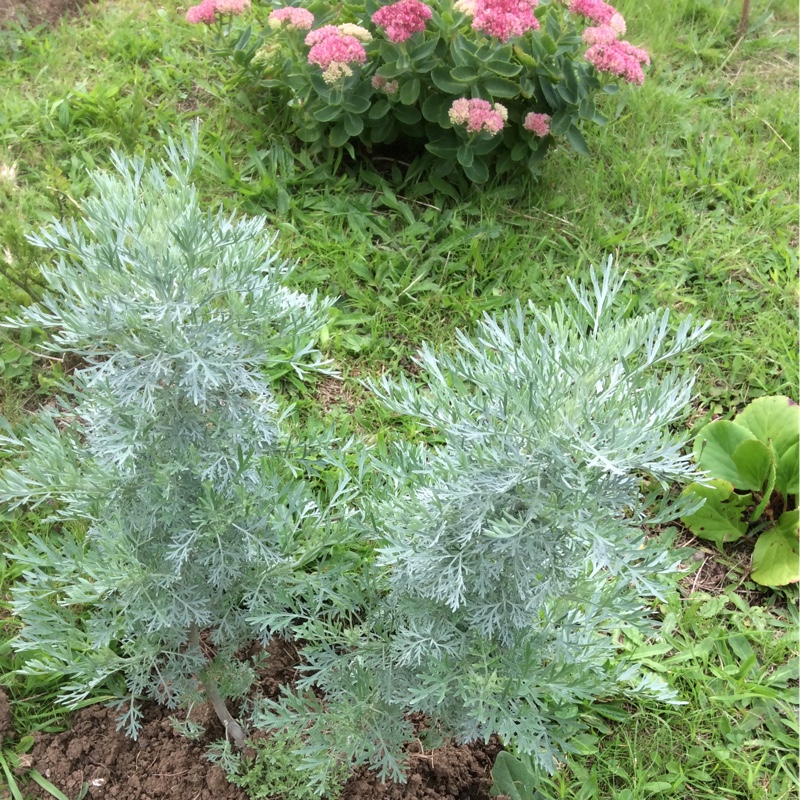 Artemisia Powis Castle in the GardenTags plant encyclopedia Powis Castle in the GardenTags plant encyclopedia