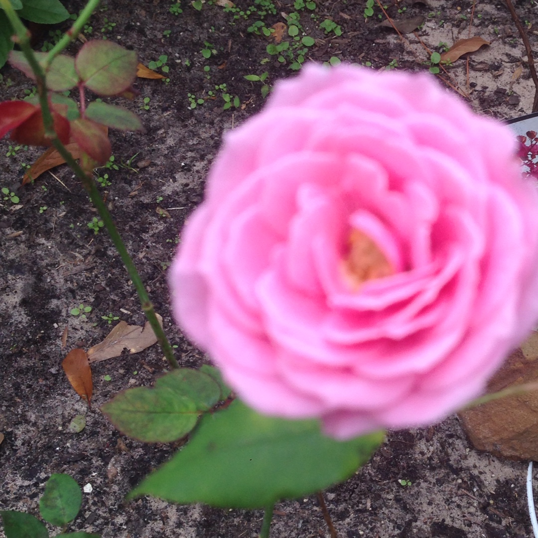 Rosa Gene Boerner in the GardenTags plant encyclopedia Rose Gene Boerner in the GardenTags plant encyclopedia