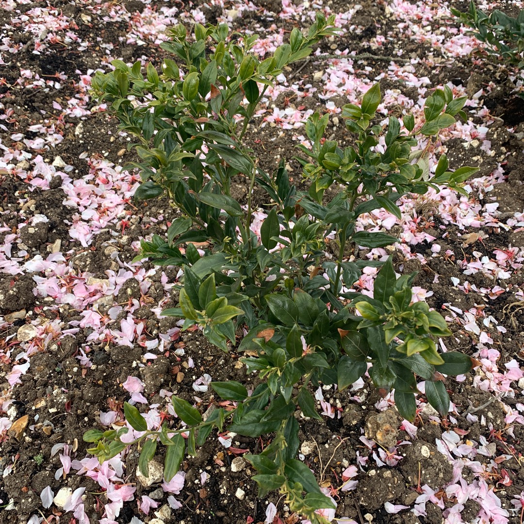 Sarcococca ruscifolia in the GardenTags plant encyclopedia Sweet Box Ruscifolia in the GardenTags plant encyclopedia