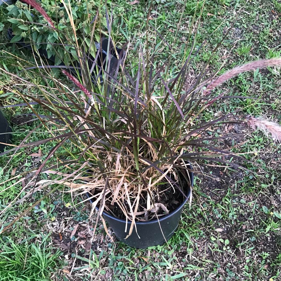 Pennisetum in the GardenTags plant encyclopedia Fountain Grass in the GardenTags plant encyclopedia