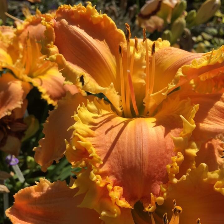 Hemerocallis Bass Gibson in the GardenTags plant encyclopedia Daylily Bass Gibson in the GardenTags plant encyclopedia